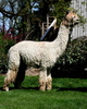 Sire El Dora's Peruvian Frisco Gold