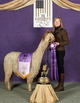 Full sister Futurity Champ Que Bella