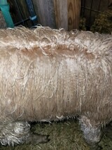 Nice Fleece Development! 7 mos old