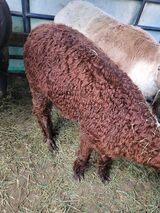 Gorgeous marroon fleece at 3 years old!