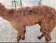 Lustrous fleece at 3 weeks old!