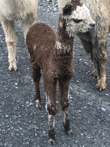 Uniquely colored cria 2020