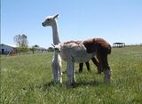 Hannah with 2016 cria