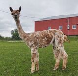 2020 Cria, Cheesecake