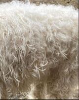 Gorgeous fleece!