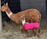 Amber and her first cria