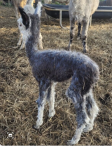 2024 cria beautiful color!