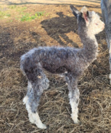 Silversmith--2024 cria