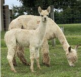 Peaches with 2022 male cria