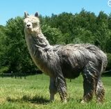 Abe, yearling, full fleece