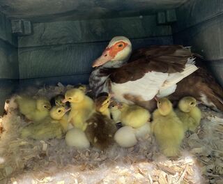 Photo of Muscovy Ducklings