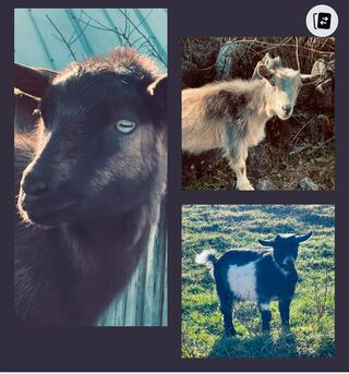 Photo of Goats for Christmas Special: 3 sweet wethers!