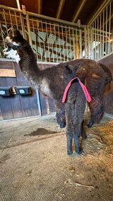 Look at those straight legs!  1 day old