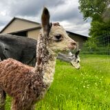 1 day old - Shiner got his name b/c he looks like he has a black eye!