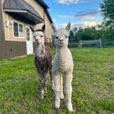 5 days old and playing with his best friend Polaris