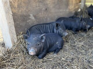 2024 piglets