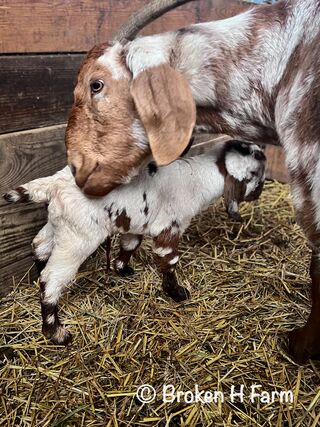 Great mothers and lots of color!