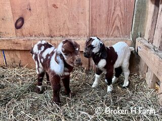 Dappled bucks DOB 1/14/25 - Pending