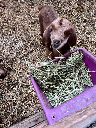 Photo of Boer goats