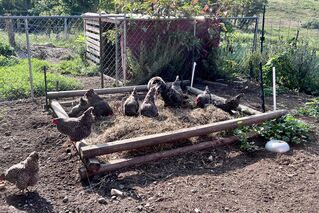 Chickens working a new compost pile