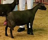 SGCH Aries RR Cauldron 5*M AR Photo Credit Aries Nigerians