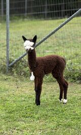 Xander’s 2024 cria by Misty Rose