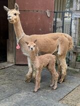 2024 female cria by Belenis