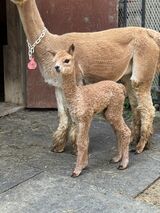 2024 Satina-Belenis female cria