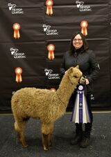 Ariya Everlasting’s Serenity-Reserve Champion 2022