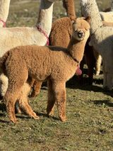 2024 cria by One of a Kind