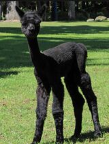 Catalina’s first cria (male)