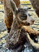 Two hours old. Pretty eyes. 