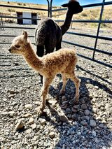 Salix exploring during his first few hours