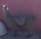 Very pregnant, staying cool in the shade