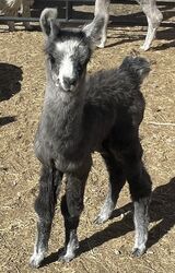 Mandarb’s Harvest Moon’s 1st cria!