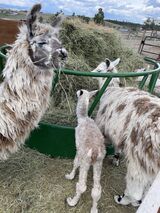 Momma with Dottie, her 1st, and with her most recent cria!