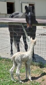 Hi! I'm Prince! You're a funny looking alpaca! Wanna be friends?