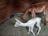 Newborn Patches with Mom