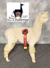 2017 Royal Alpaca Challange