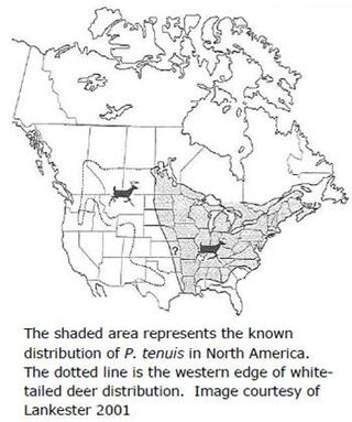 White Tail Deer Distribution Map