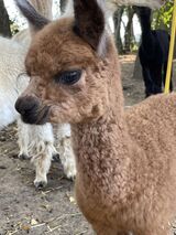 Sadie Lady, look at those lashes