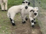 Jasmine's Lambs (TW) 2024