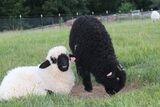 Hershey's Kiss Lambs 2024