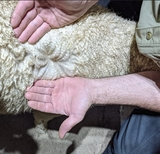 Cria Acadia's fleece 