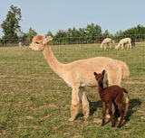 Anita with first cria