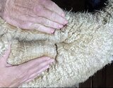 Acadia's fleece