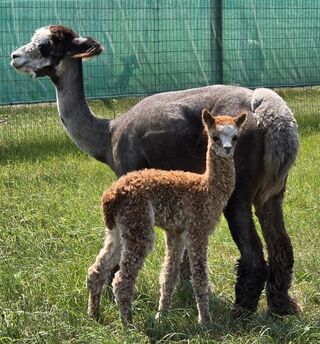 Share's 4th cria (2024) after 345 days gestation