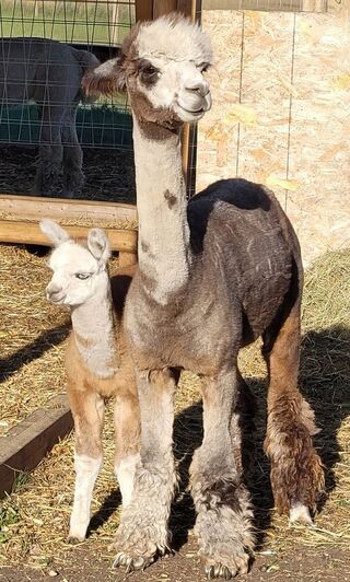 Share's 2nd cria (Iris 2021) after 358 gestation