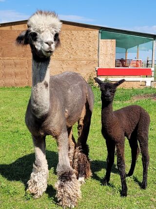 Share's 3rd cria (Roxie 2022) after 347 days gestation