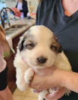 boy puppy 1, 3 weeks 3.6 lbs